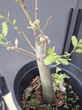 chunky  Oak Bonsai Tree