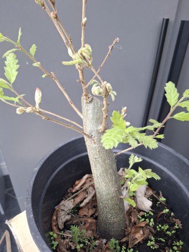 Chunky oak bonsai - ,