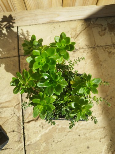 Sedum kimnachi and album - and,