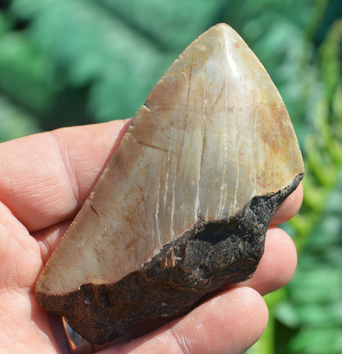 Wow genuine megalodon - wow,, ....genuine
