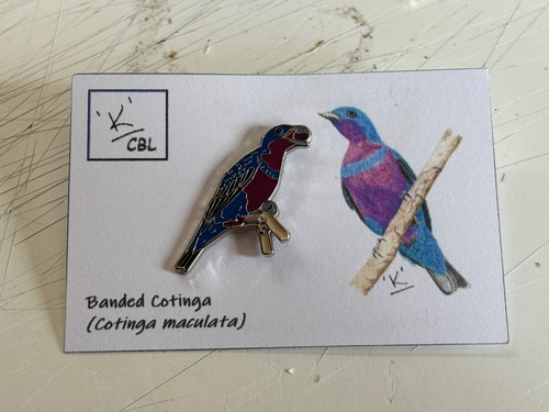 Rspb interest banded cotinga - rspb,