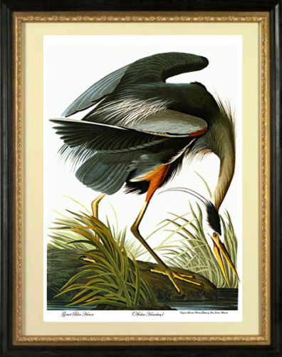 Audubon great blue - heron, 22x30