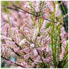 Tamarix tetrandra / Tamarisk /