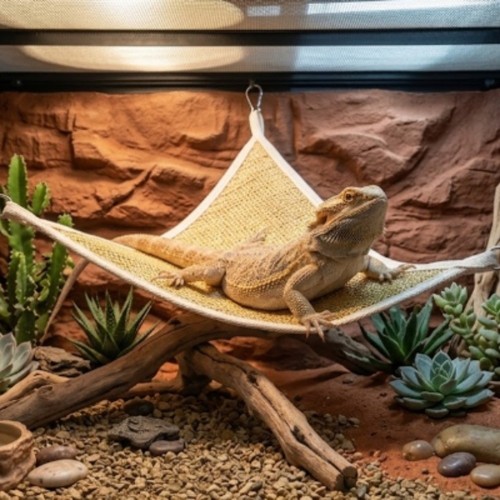 Bearded dragon swing pet wall - dragon,