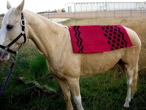 34x36 horse wool western show - 34x36,