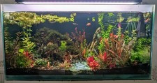 ? LUDWIGIA REPENS - PINK AQUASCAPING PLANT/SNAIL FREE/ EASY GROW x 5 plants ?