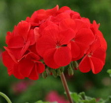 Geranium scarlet red horizon  F1 summer flowering 6 x large plug plants