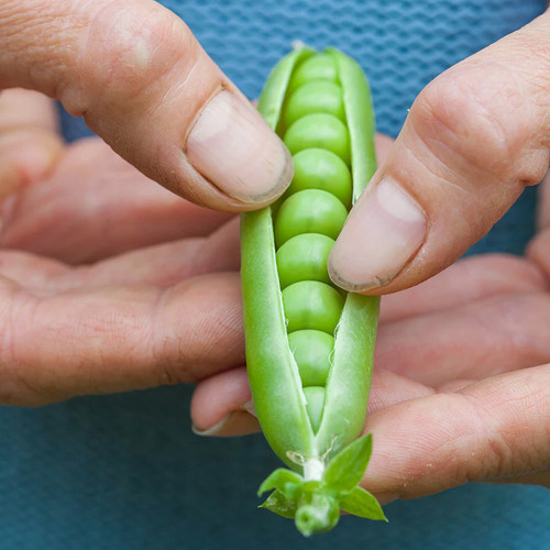 Pea lincoln seeds - pea, 'lincoln'