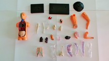 SMALL ANATOMICAL MODEL WITH RANDOM BODY PARTS, NOT COMPLETE