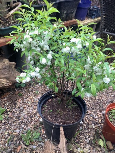 Chinese bush cherry pre - chinese,