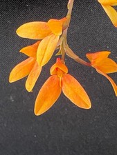 Disa Orchid ‘Riversdale’