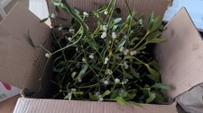 Mistletoe Real Fresh Organic