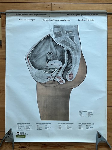 Vintage anatomical poster - vintage,