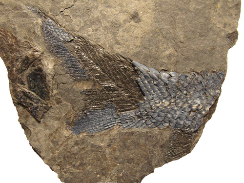 Permian fish fossil - , muse