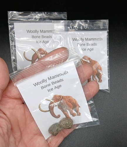 Fossil woolly mammoth - woolly,