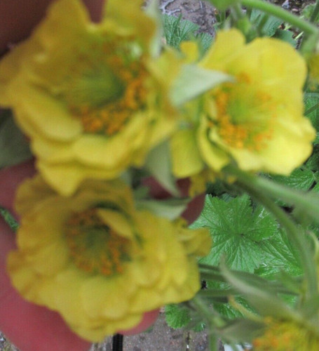 Plants geum banana - geum,