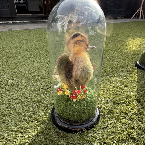 Taxidermy duckling standing - duckling,