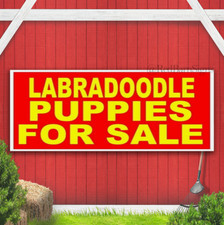 Labradoodle PUPPIES FOR SALE