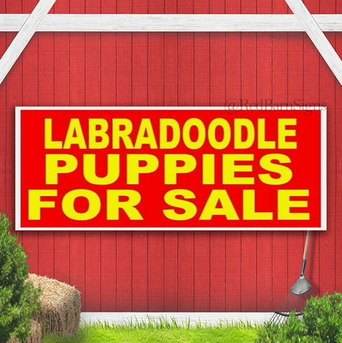 Labradoodle puppies for sale - puppies,