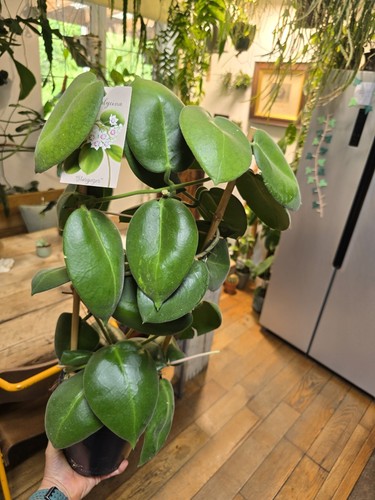 Plus hoya stargazer - plus,