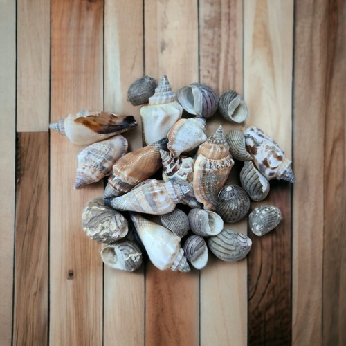 Mixed sea shells beach - sea,