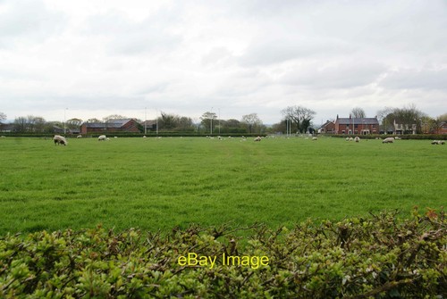 Sheep grazing towards