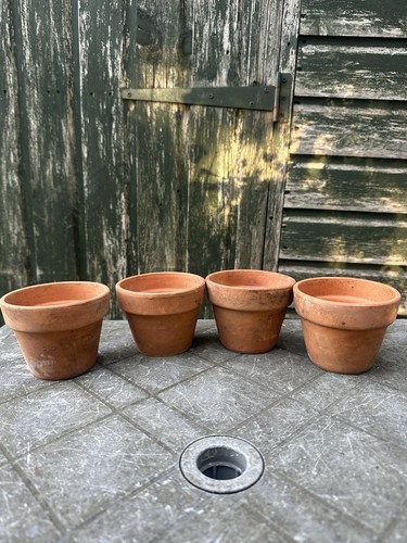 Vintage terracotta plant - x,