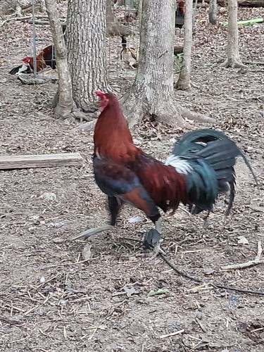 Rhode island red chicken - rhode,