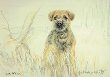 Border Terrier Dog Print