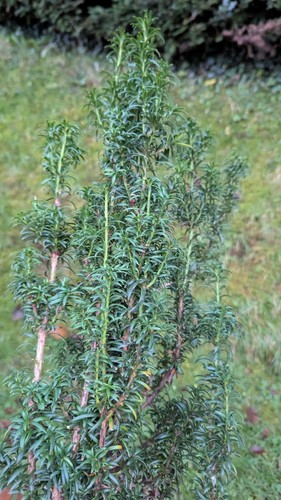 Organic sprigs stems - /, yew