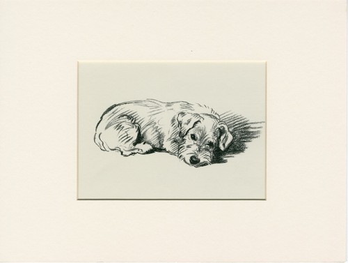 Sealyham terrier vintage - sealyham,