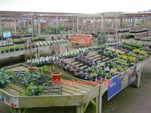 Photo plant display at - plant,