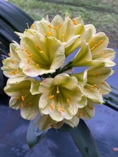 Clivia miniata Pippin Green