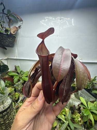 Nepenthes ramispina - nepenthes, x