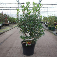 Arbutus 'Roselily' - Evergreen Strawberry Tree with Pink Flowers, 1x 3L Pot