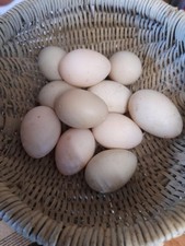Call Duck Eggs x6 (Not Live)