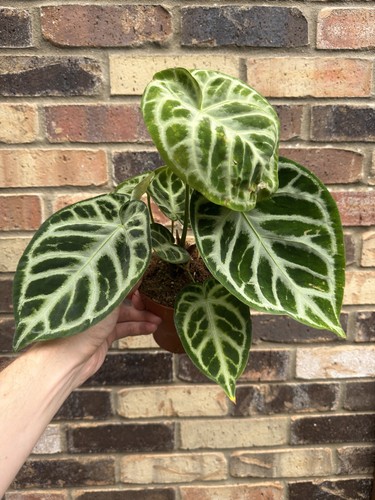 Anthurium silver blush - anthurium, ‘silver