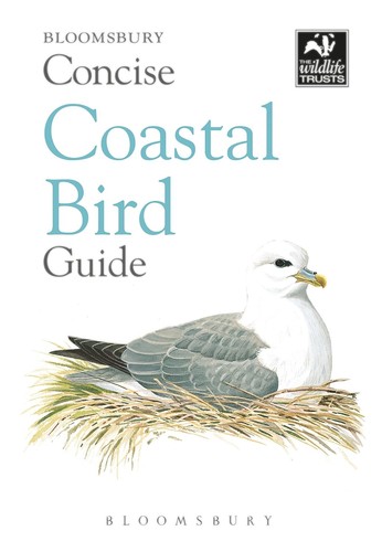 Concise coastal bird - concise,