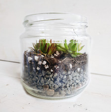 5cm diy terrarium - kit, /