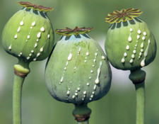 Sacred Seeds – GIANT Afghan