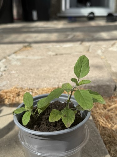 Tulsi plant in - tulsi, (