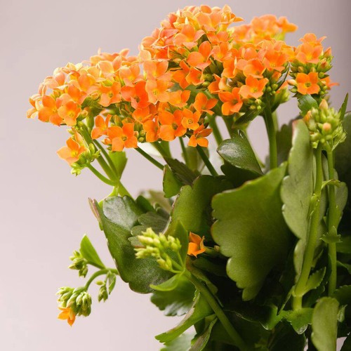 Two kalanchoe succulent - kalanchoe,