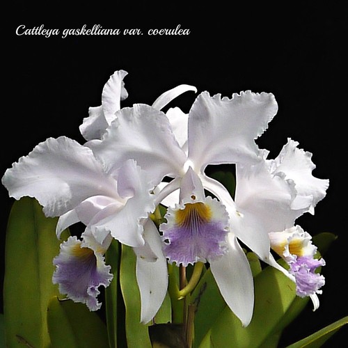 Cattleya gaskelliana var