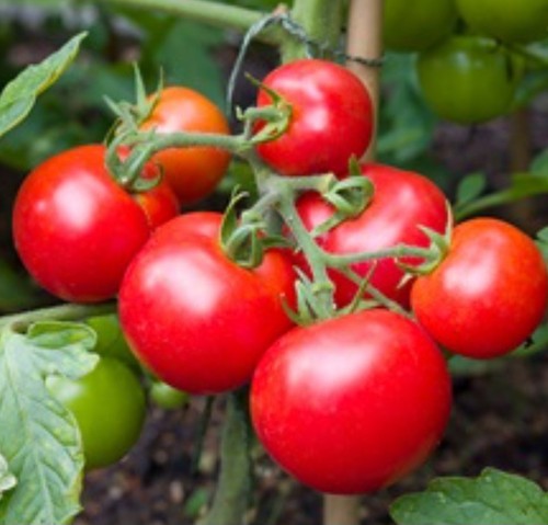 Small tomato plants - 5, plants,