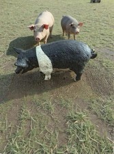 Black & White Pig Figurine Farm Animal Ornament Resin Plastic Collectible