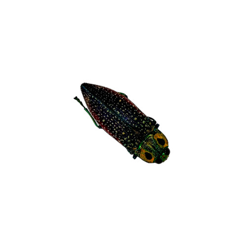 Rainbow chromatic beetle - rainbow,