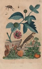Broussonetia papyrifera (Paper Mulberry). Bunting. Bruchinae (Bean Weevil) 1833