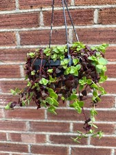 crassulace multicolour in a