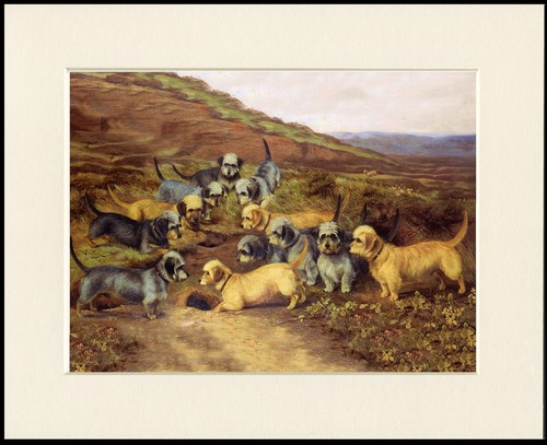Dandie dinmont terrier dog - dandie,