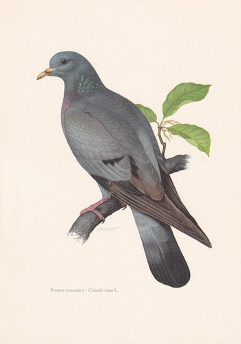 1960 stock dove - dove, bird